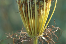 Dried-fruit-of-Visnaga