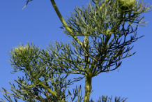 Flower-and-Flowering-buds