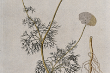 Plant-Illustration-of-Visnaga-plant