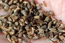 Seeds-of-Visnaga-plant