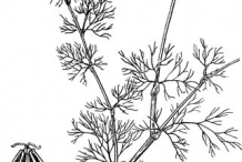 Sketch-of-Visnaga-plant