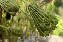 Unripe-visnaga-fruit