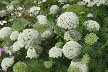 Visnaga-Plant-growing-wild