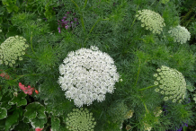 Visnaga-flower