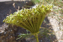 Visnaga-fruit