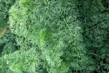 Visnaga-leaves
