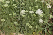 Visnaga-plant