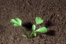 Visnaga-sapling