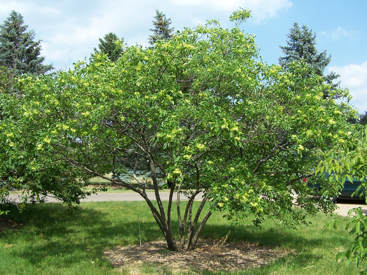 Wafer-Ash-tree
