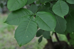Close-view-of-Wafer-Ash