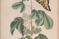 Plant-illustration-of-Wafer-Ash