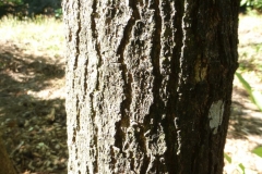 Wafer-Ash-bark