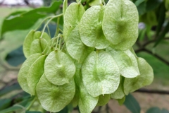 Wafer-Ash-flower