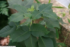 Wafer-Ash-leaves