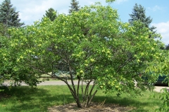 Wafer-Ash-tree