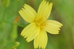 Closer-view-of-flower-of-Wall-Lettuce