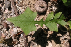 Leaves-of-Wall-Lettuce