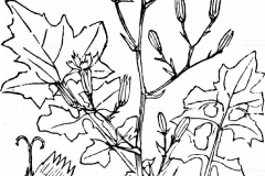 Sketch-of-Wall-Lettuce