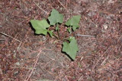 Small-Wall-Lettuce-Plant