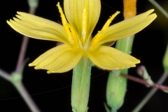 Wall-Lettuce-Flower