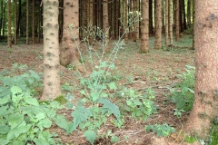 Wall-Lettuce-Plant-growing-wild