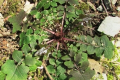 Wall-Lettuce-Plant