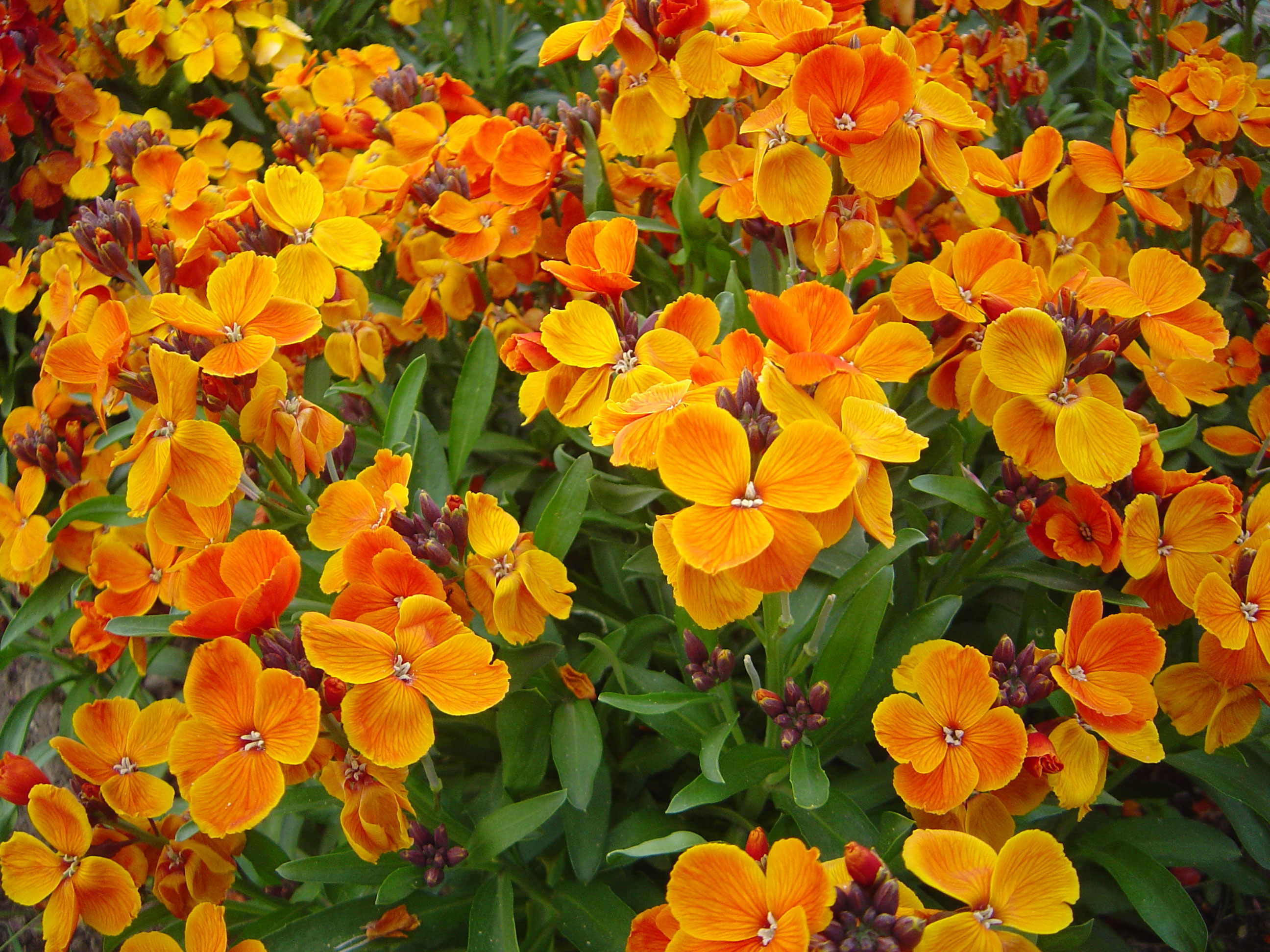 Facts About Wallflower Erysimum Cheiri Health Benefits Facts About Wallflower Erysimum Cheiri Health Benefits