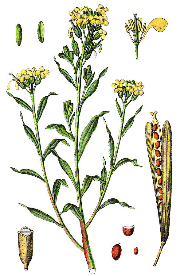 Plant-Illustration-of-Wallflower