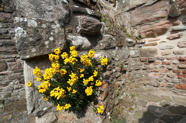 Wallflower-plant-growing-on-wall