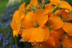 Closer-view-of-flowers-of-Wallflower