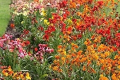 Different-varieties-of-Wallflower