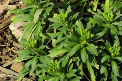 Flowering-buds-of-Wallflower