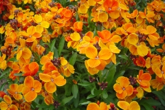 Flowers-of-Wallflower