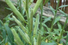 Fruits-of-Wallflower