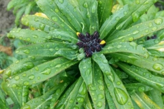 Leaves-of-Wallflower