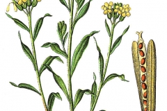 Plant-Illustration-of-Wallflower