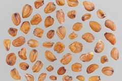 Seeds-of-Wallflower