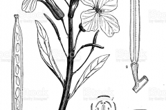 Sketch-of-Wallflower