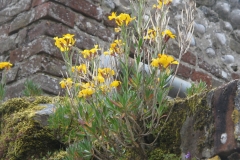 Wallflower-plant-growing-wild