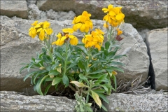 Wallflower-plant
