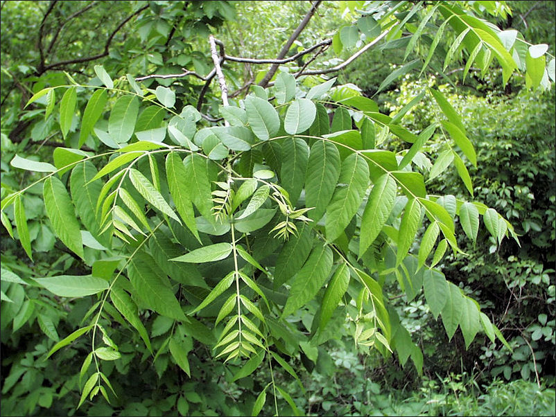 Walnut-leaves