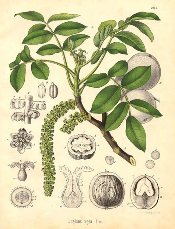 Walnut-plant-illustration