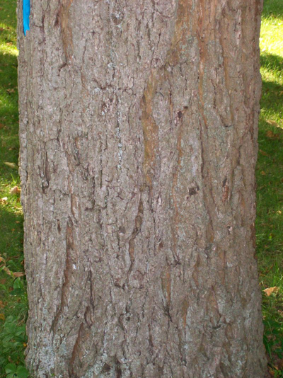 Walnut-tree-bark