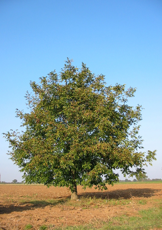 Walnut-tree
