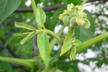 Walnut-bud