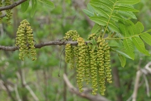 Walnut-flower