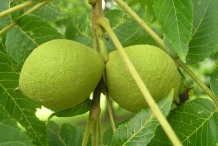 Walnut-fruit