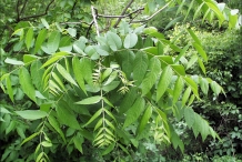 Walnut-leaves