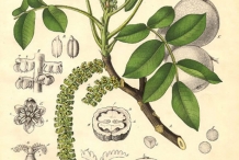 Walnut-plant-illustration