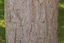 Walnut-tree-bark
